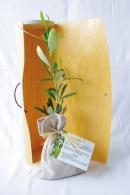 Le plant d'arbre personnalisé en tube bois - Prestige