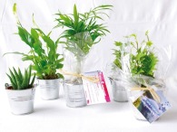 Mini plante dépolluante personnalisable en pot zinc