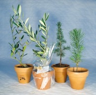 Plant d'arbre en pot personnalisé terre cuite
