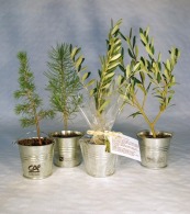 Plant d'arbre en pot personnalisable zinc - Prestige