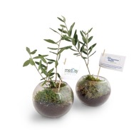 Plant d'olivier personnalisable sous globe verre