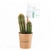 Miniature du produit Cactus en gobelet carton 0