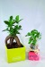 Ficus ginseng - petit format cadeau d’entreprise