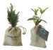 Miniature du produit Mini plant d'arbre en pochon : olivier, sapin, buis 1
