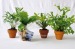 Mini plante  dépolluante en pot terre cuite cadeau d’entreprise