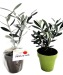 Plant d'arbre en pot Fibre de Bambou 10 cm -Prestige cadeau d’entreprise