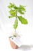 Plant d'arbre en pot terre cuite - Prestige, Arbre publicitaire