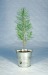 Plant d'arbre en pot zinc - Résineux, Arbre publicitaire