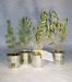 Plant d'arbre en pot zinc - Résineux cadeau d’entreprise