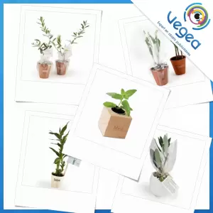Plant végétal publicitaire, personnalisé avec votre logo | Goodies Vegea